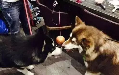 爱狗的明星，运气不会太差！