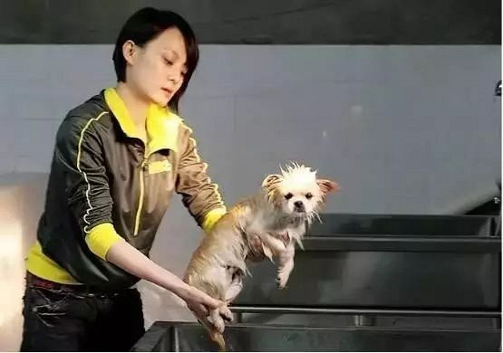爱狗的明星，运气不会太差！