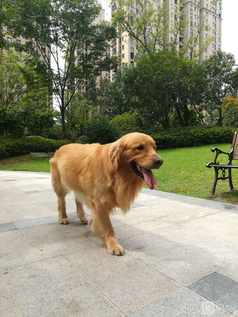 纯种大金毛2岁公