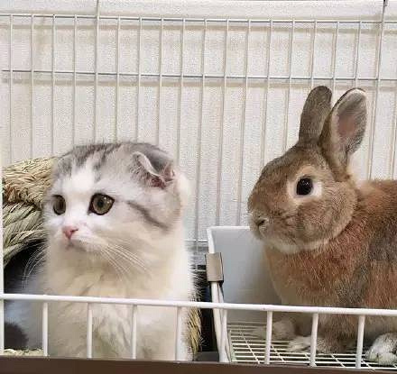 同样是猫跟兔子在一起,有的为什么那么萌,有的.