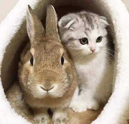 同样是猫跟兔子在一起,有的为什么那么萌,有的.