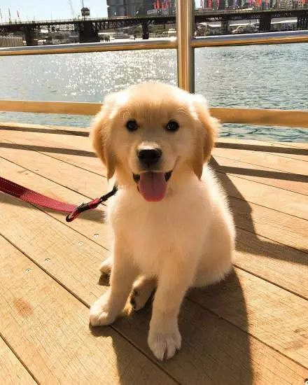 住在悉尼的小金毛koda,让主人沦为炫狗狂魔!