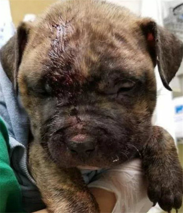 受伤小狗被扔垃圾桶自生自灭,幸好