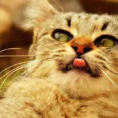 谁说猫咪吐舌萌萌哒?有的猫吐舌头时画风像智