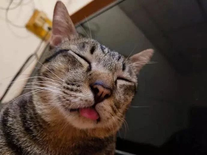 有的猫吐舌头时画风像智障