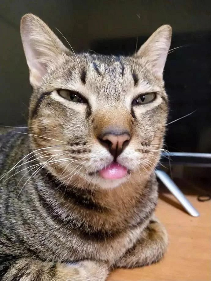 有的猫吐舌头时画风像智障