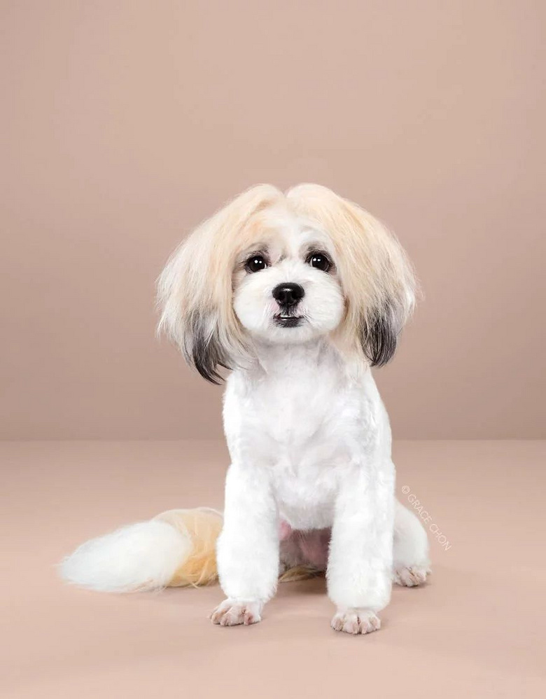 小狗狗: 有个好的发型师是多么的重要