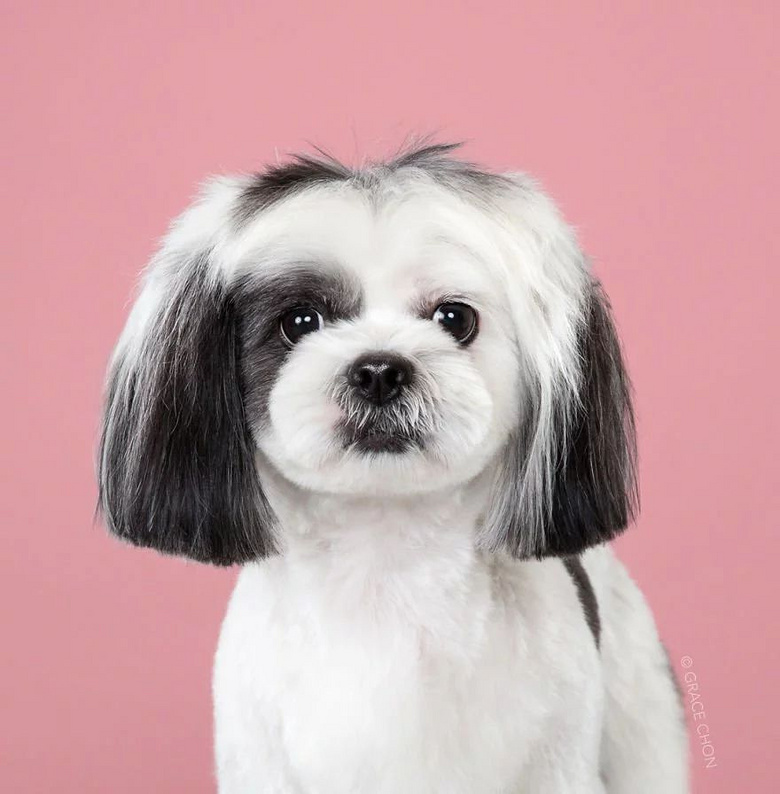 小狗狗: 有个好的发型师是多么的重要