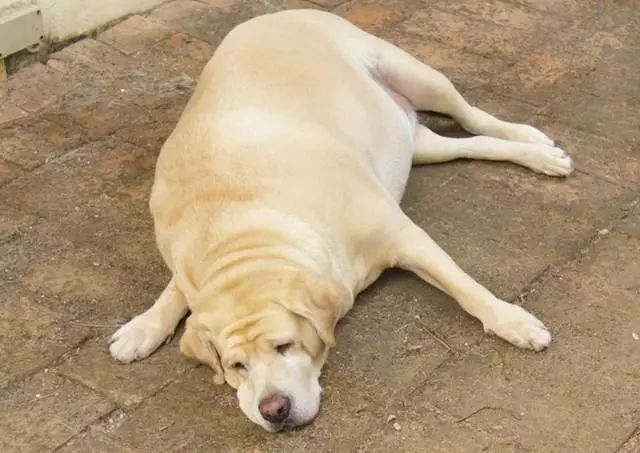 违反天性做导盲犬,拉布拉多狗生不易!