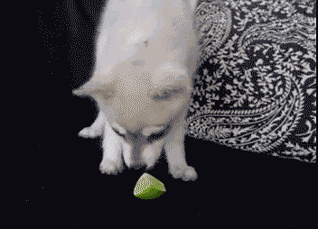 352_254gif 动态图 动图