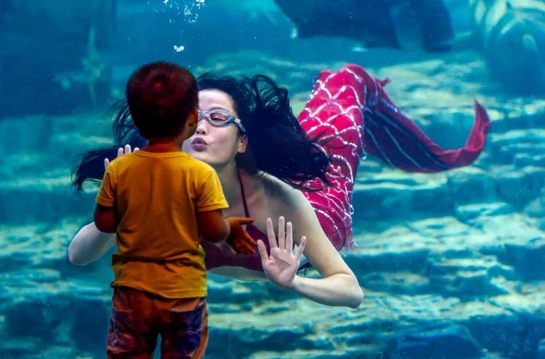 海陆空的动物明星争宠"宫斗",你想要哪个陪着过年?