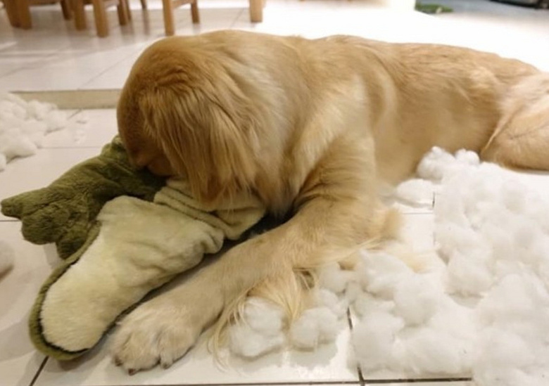 狗狗将新买的玩具大卸八块,主人看到后……手也太巧了吧!