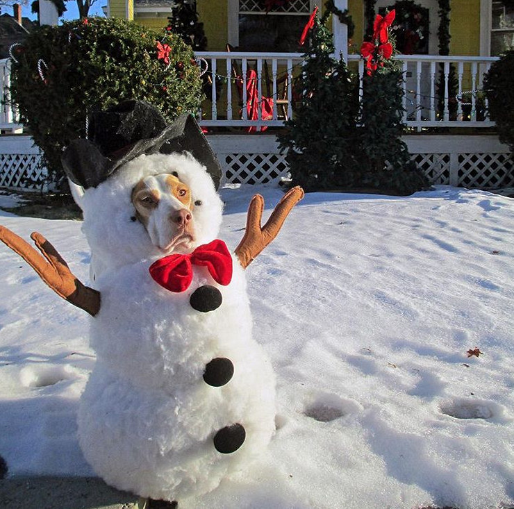 心累!遇到一个沙雕主人,狗子分分钟想离家出走