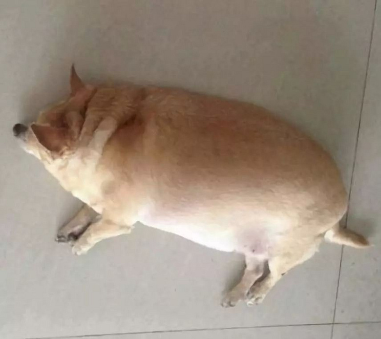 作为一只胖狗什么时候最尴尬?被卡住的时候.