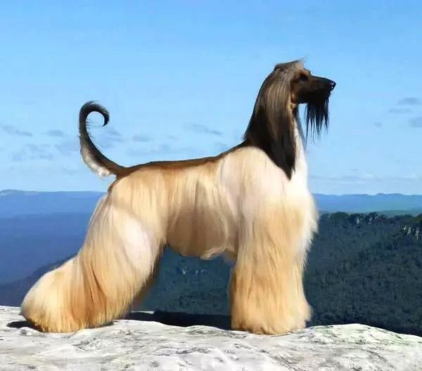 这么拉风的阿富汗猎犬就该被禁养