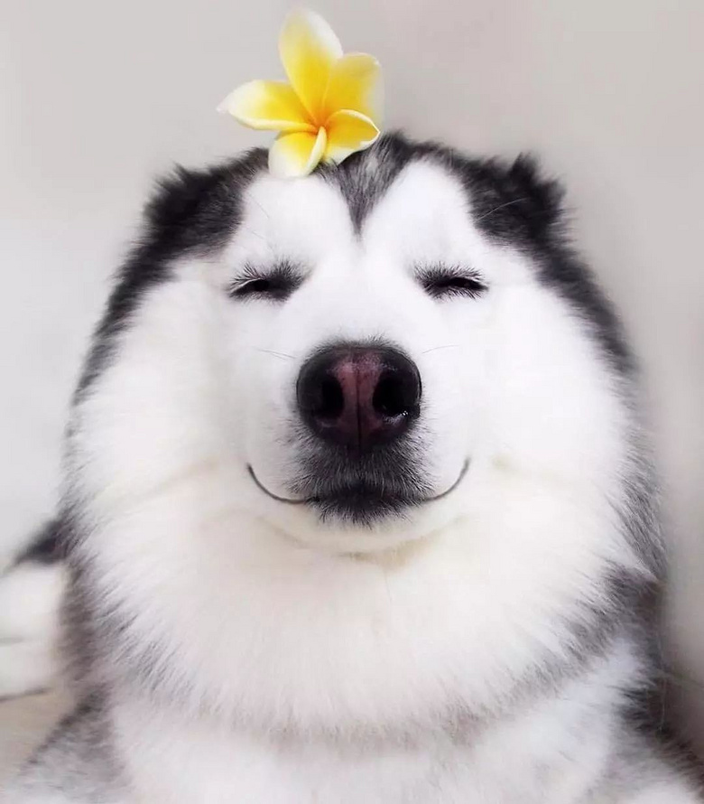 原来哈士奇也可以是微笑天使!