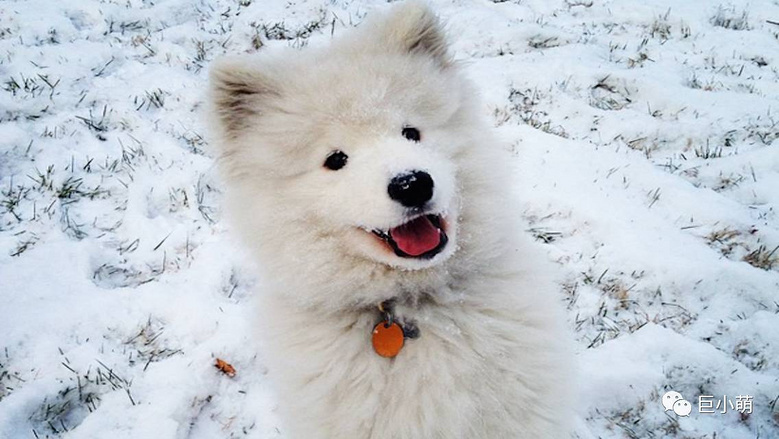 大狗中它最萌，“雪橇三傻”的智商担当！