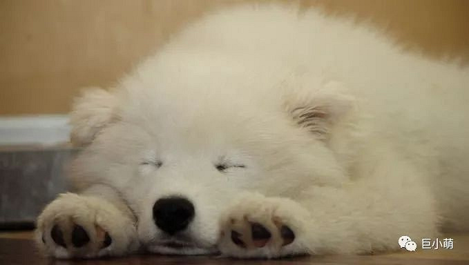 大狗中它最萌，“雪橇三傻”的智商担当！