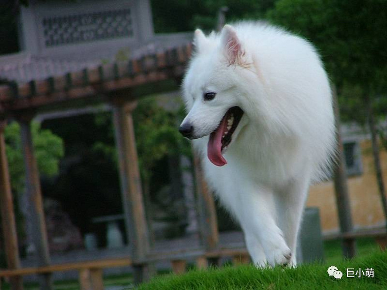 大狗中它最萌，“雪橇三傻”的智商担当！