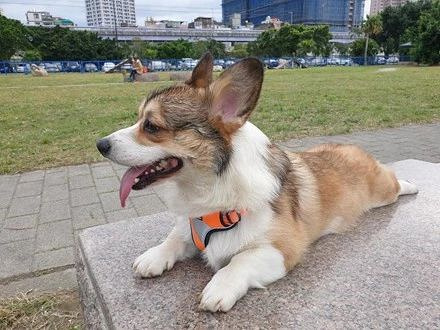 柯基去找德牧玩,结果对方太热情了,被强行按着洗了个头.