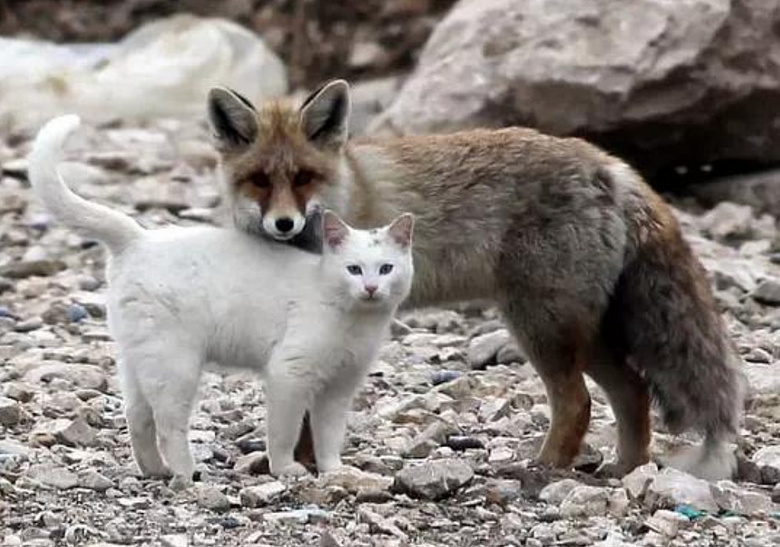 跨物种的友谊!狐狸和猫竟然开始相依为命