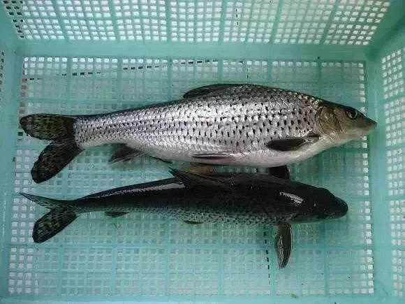 杭州人, 3月1日起钱塘江流域有重要举措!千岛湖鱼头还能吃