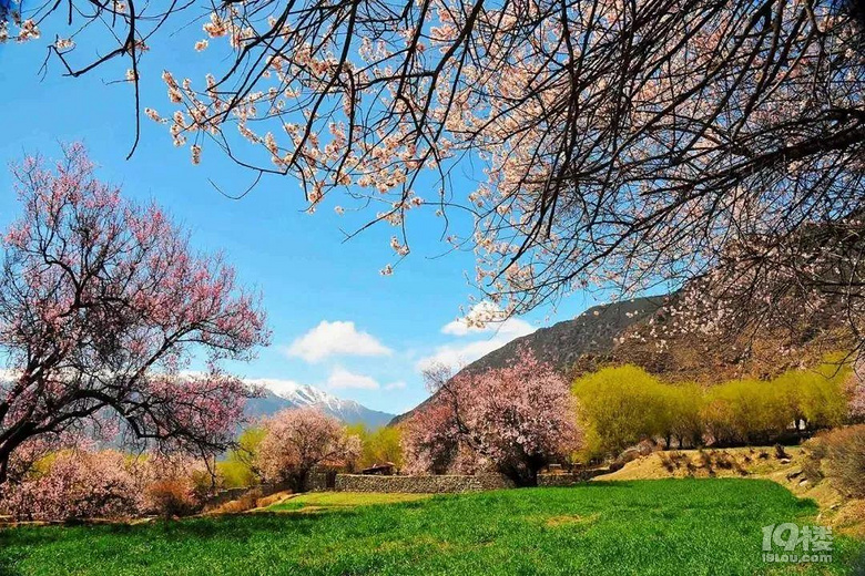 3.22-4.1林芝桃花/金川梨花/拉萨，一起寻觅初春
