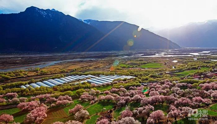 3.22-4.1林芝桃花/金川梨花/拉萨，一起寻觅初春