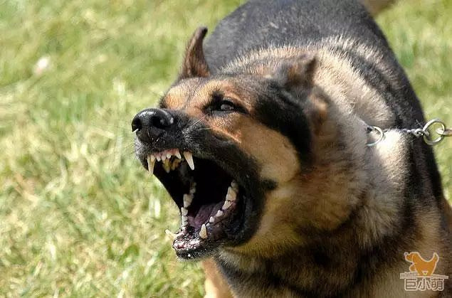 如何辨别会咬人的狗