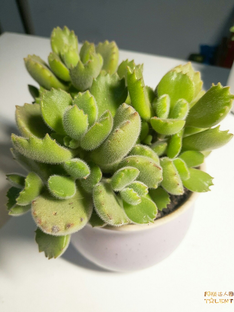 灯下看美人,别有情趣