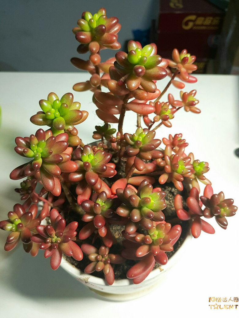 灯下看美人,别有情趣