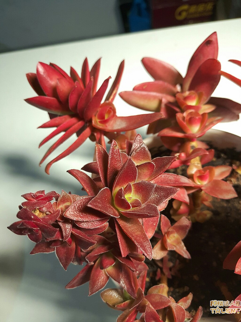 灯下看美人,别有情趣