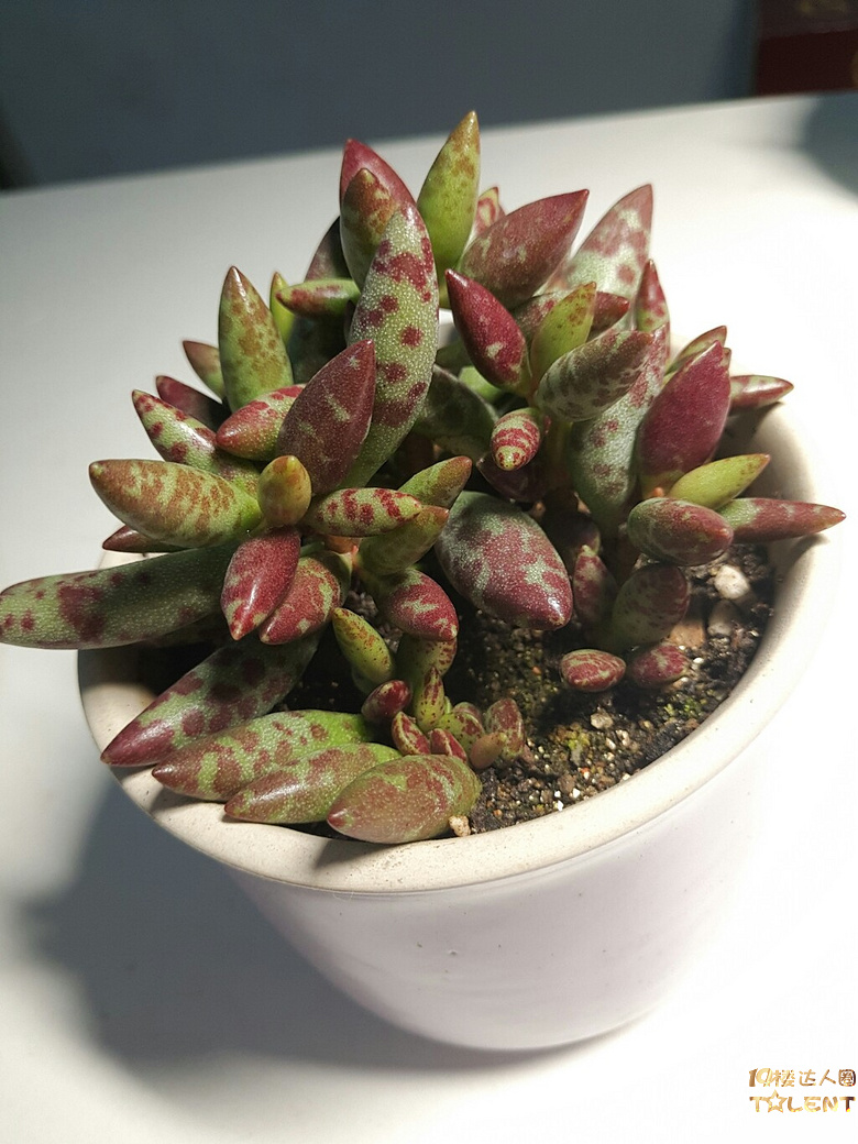 灯下看美人,别有情趣