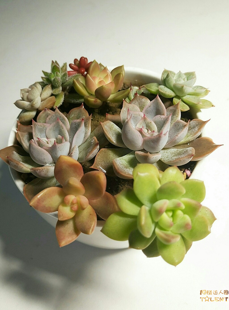 灯下看美人,别有情趣