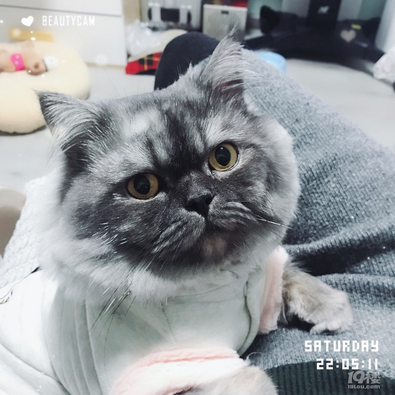 给我家猫爷寻找女友一枚