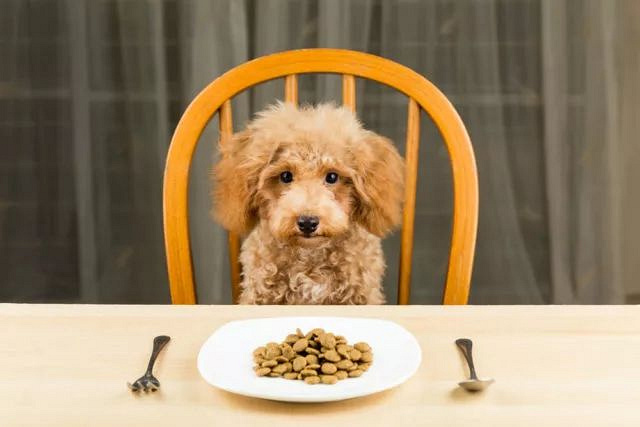 用真实案例告诉你,狗护食能训练纠正,不用打!