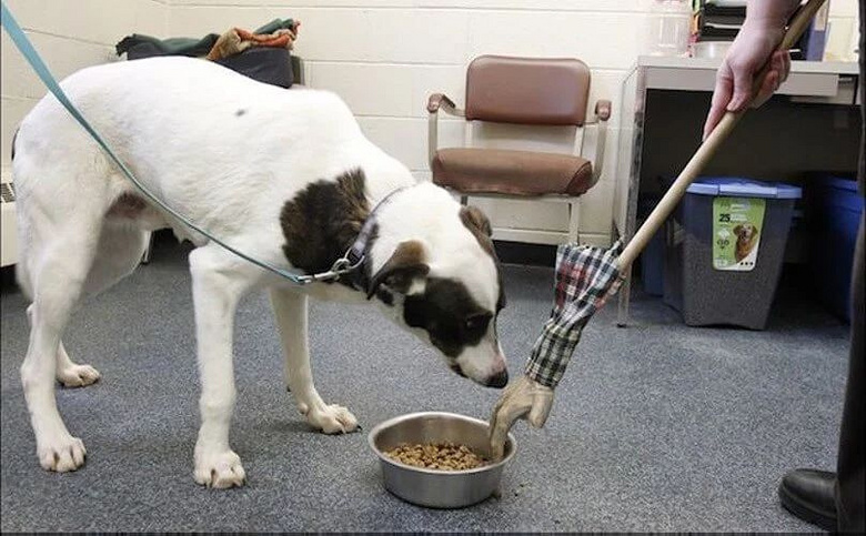用真实案例告诉你,狗护食能训练纠正,不用打!