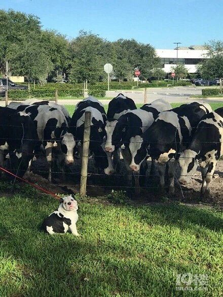 老虎和会吃虎斑猫吗?