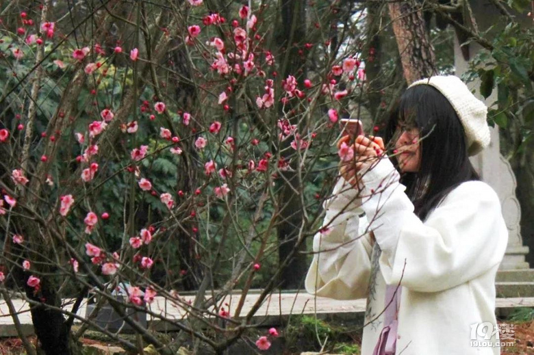 2019.02.20聞香識常熟！維摩山莊“小香雪海”梅花迎春