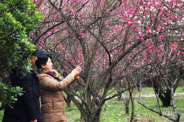 2019.02.20聞香識常熟！維摩山莊“小香雪海”梅花迎春
