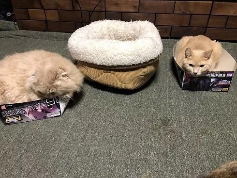 面对新买的猫窝,家里五只猫的反应,让铲屎官深