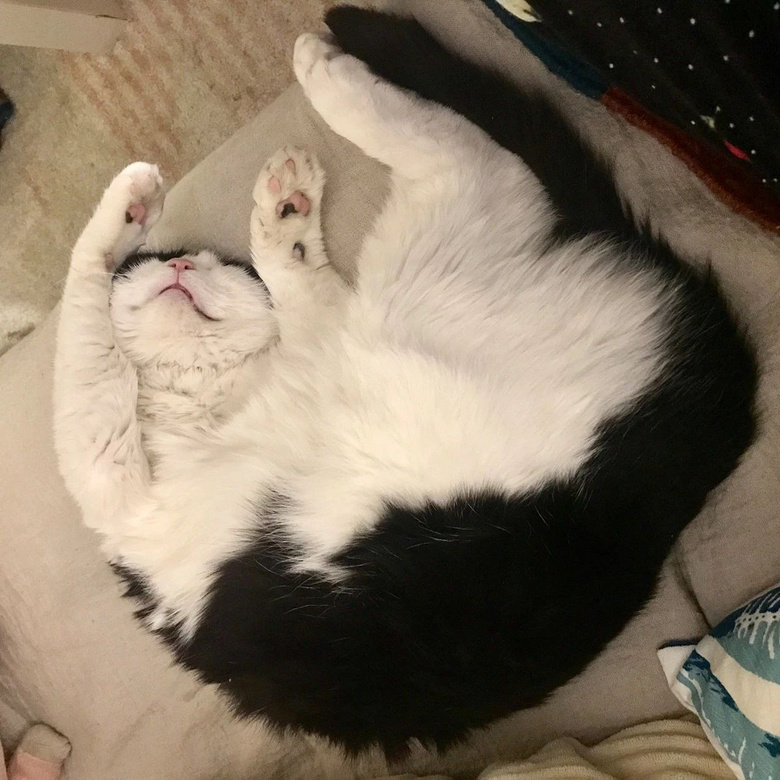 做人好难,不如下辈子做个猫吧