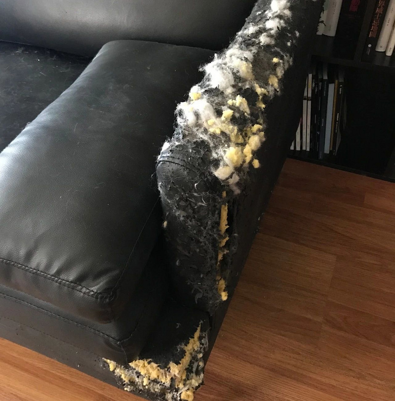 做人好难,不如下辈子做个猫吧