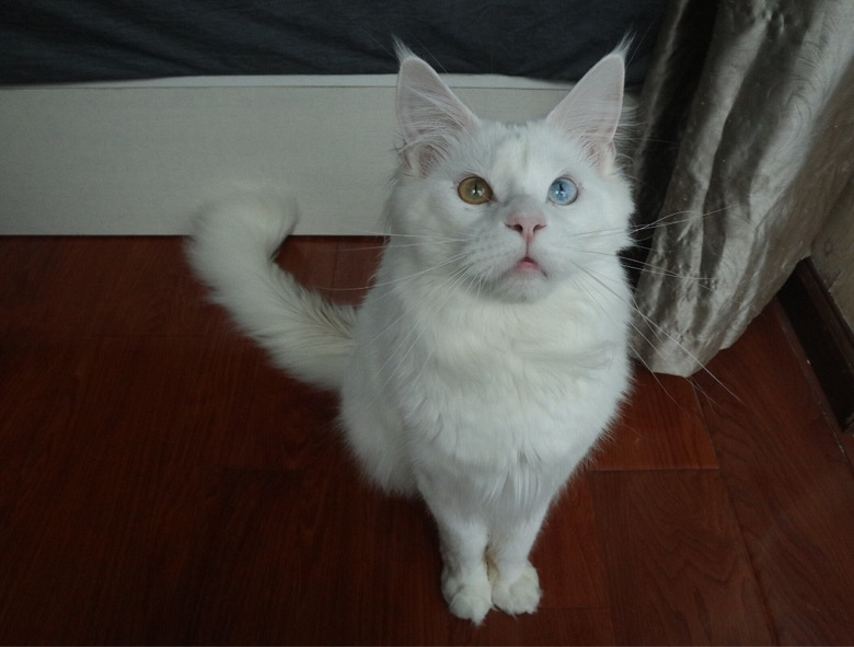 缅因猫 大体 异瞳 鸳鸯眼