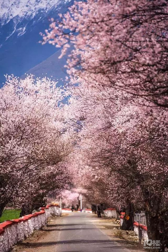 3.22-4.1林芝桃花/金川梨花/拉萨，一起寻觅初春