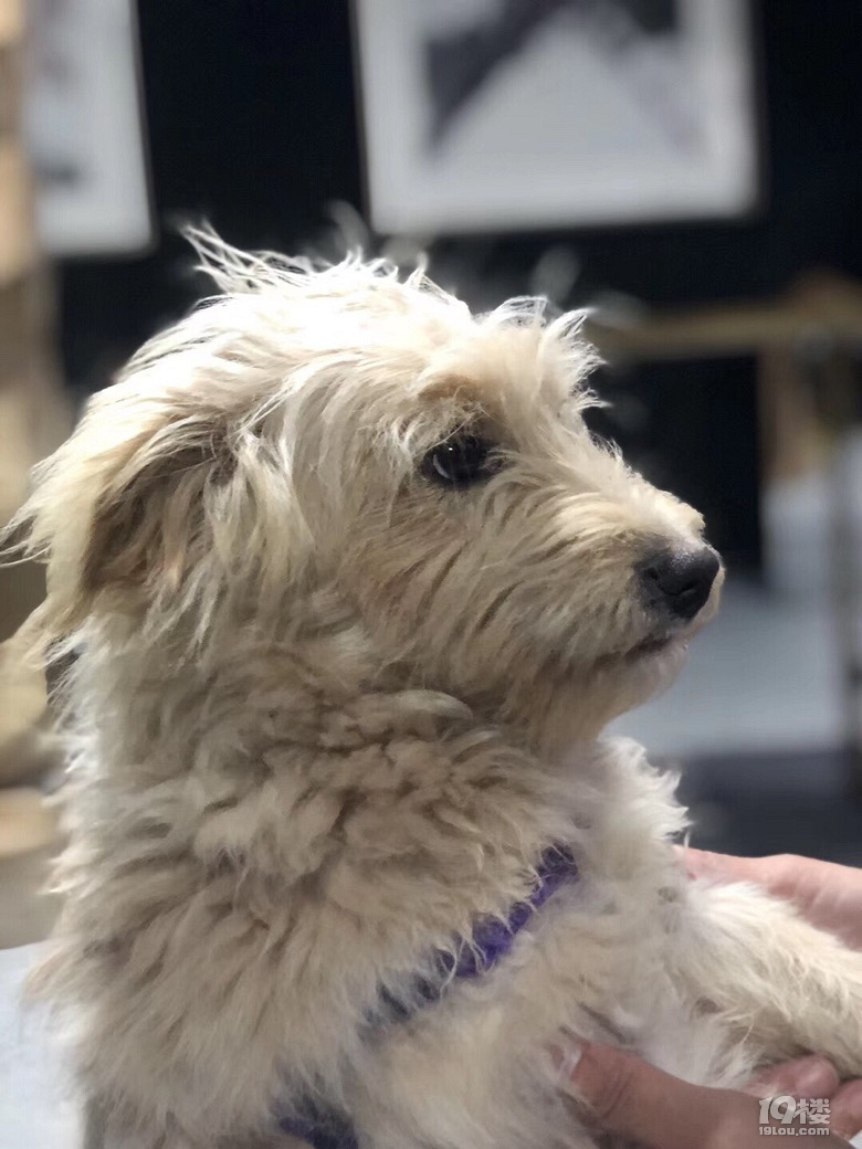 中华田园卷毛犬免费领养