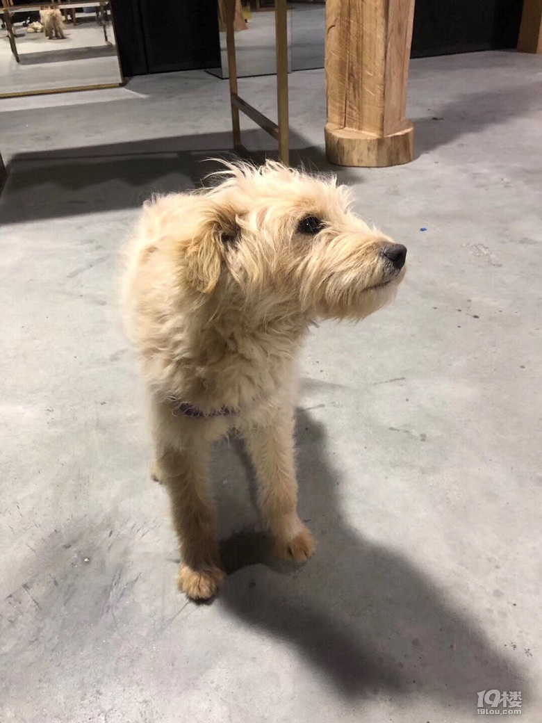 中华田园卷毛犬免费领养