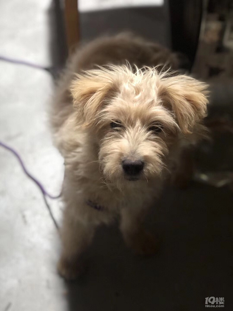 中华田园卷毛犬免费领养