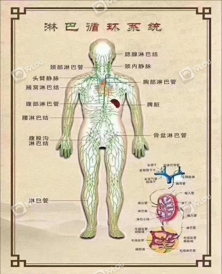 人体淋巴排毒图片