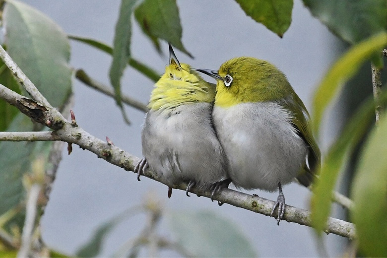 绣眼鸟的你侬我侬